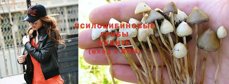 Псилоцибиновые грибы Cubensis  как найти   Ахтубинск 